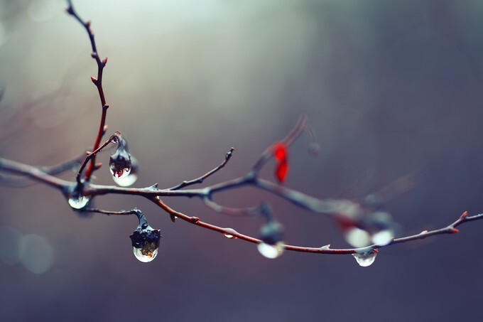 Rain drops on a branch